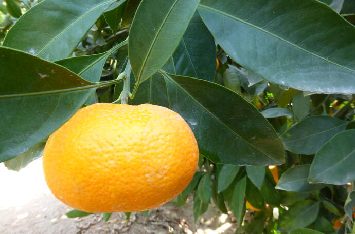 healthy citrus.jpg