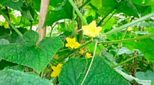 Gurkblomma