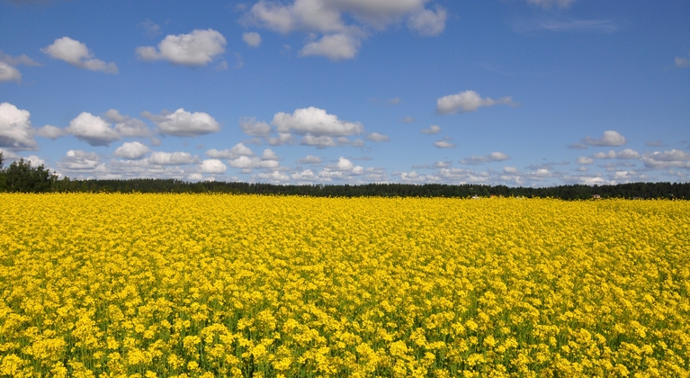 Veld met koolzaad en blauwe lucht