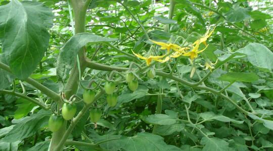 Natriuminput in tomaten